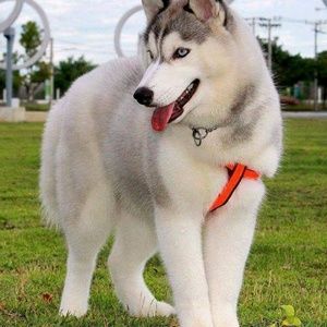 Meet your Posher, Sergio